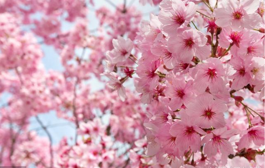 属马男生今年桃花运势
