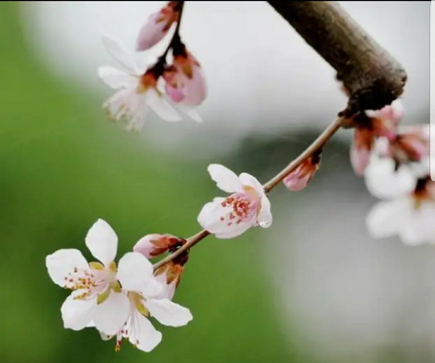 桃花运势大公开