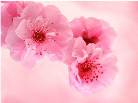 7月份桃花运势好