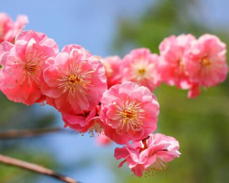 12生肖2015年3月桃花运势