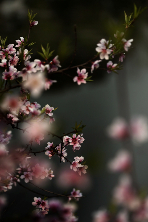 桃花运势爆发