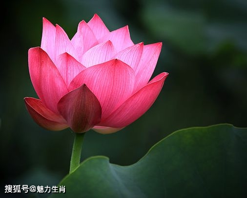 桃花运势颇佳