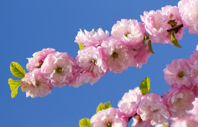 5月桃花运势旺到爆的生肖