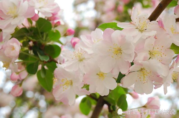 免费测八字桃花运