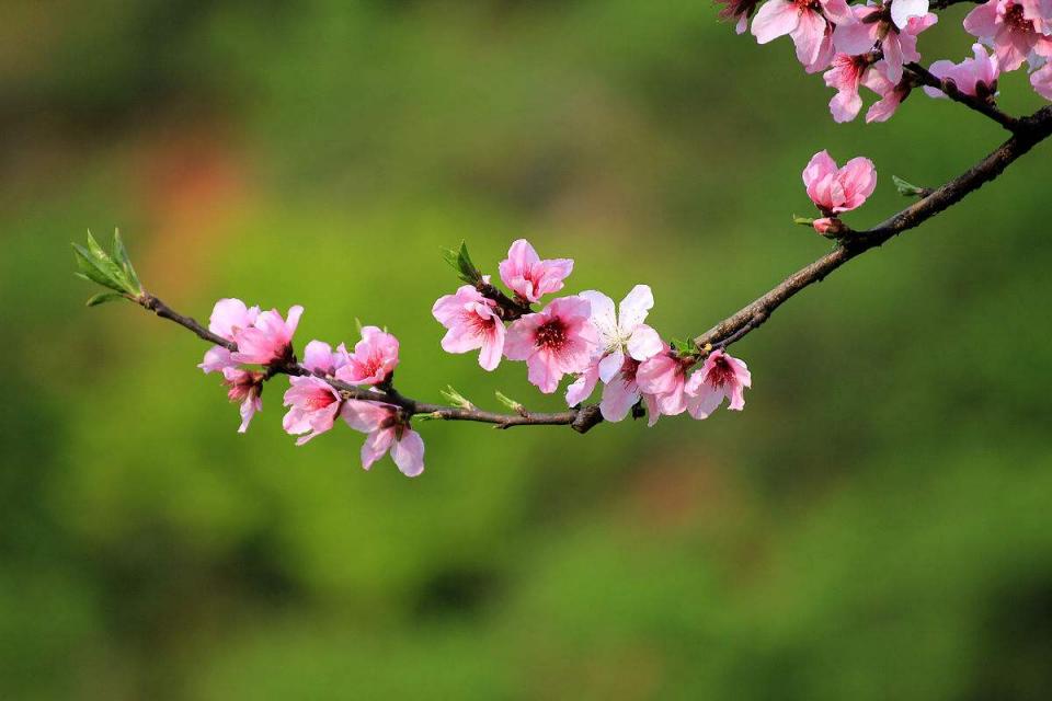 生辰八字桃花运怎么看