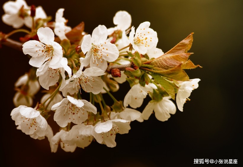10月中旬桃花运势上涨