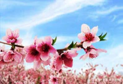 八字有没有桃花运