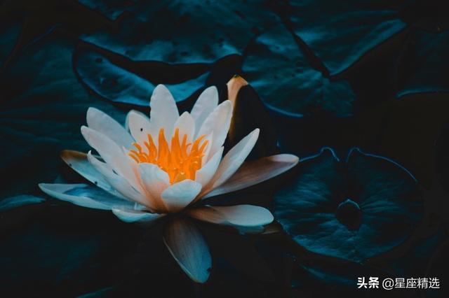 2021年你的桃花运势如何