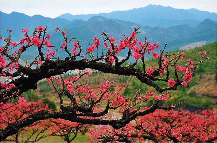 2015年3月的桃花运势