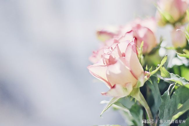 八月金牛座桃花运势