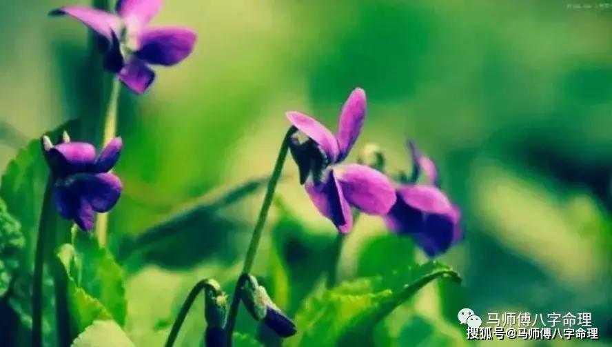 八字里面有什么桃花运好