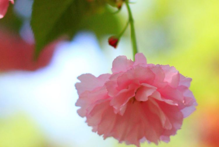 4月桃花运势大旺