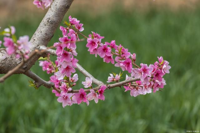 什么八字桃花运旺