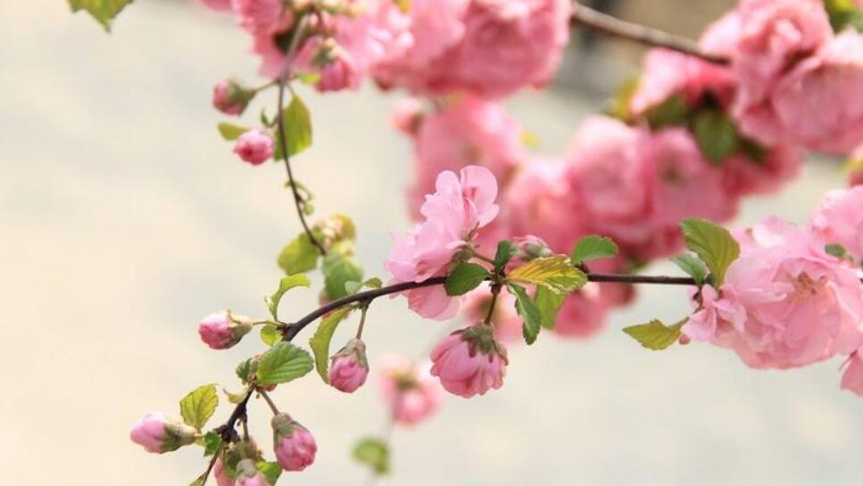 教你八字看桃花运如何