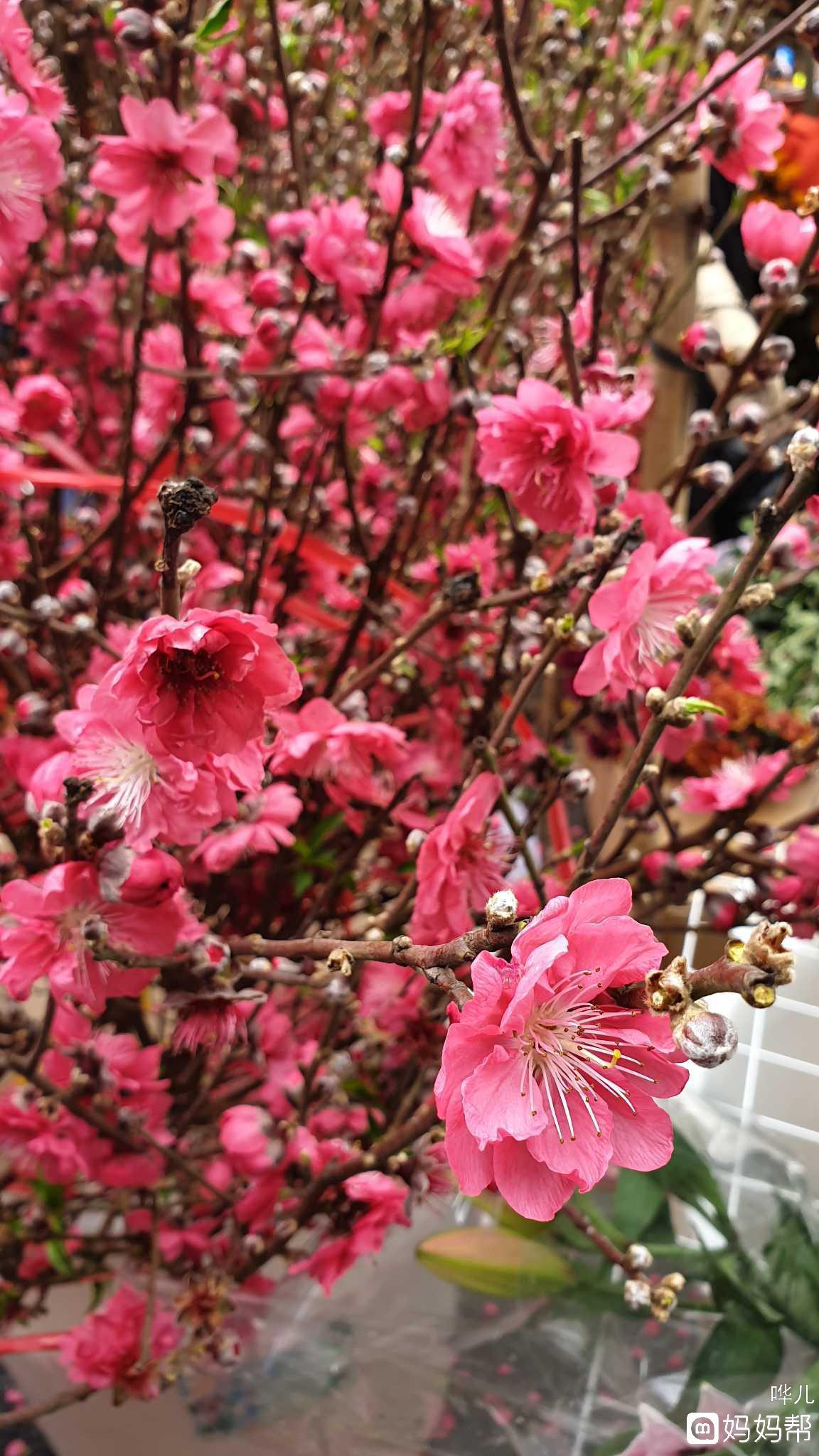 增强自己的桃花运势