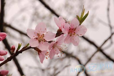 八字看桃花运准吗