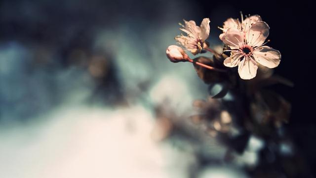 易经招桃花运
