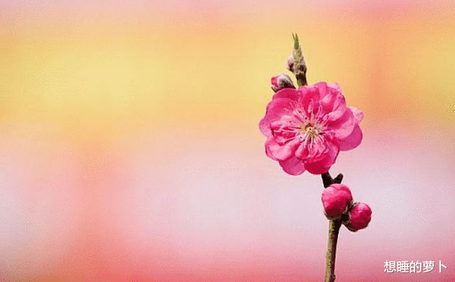 6月1日桃花运势