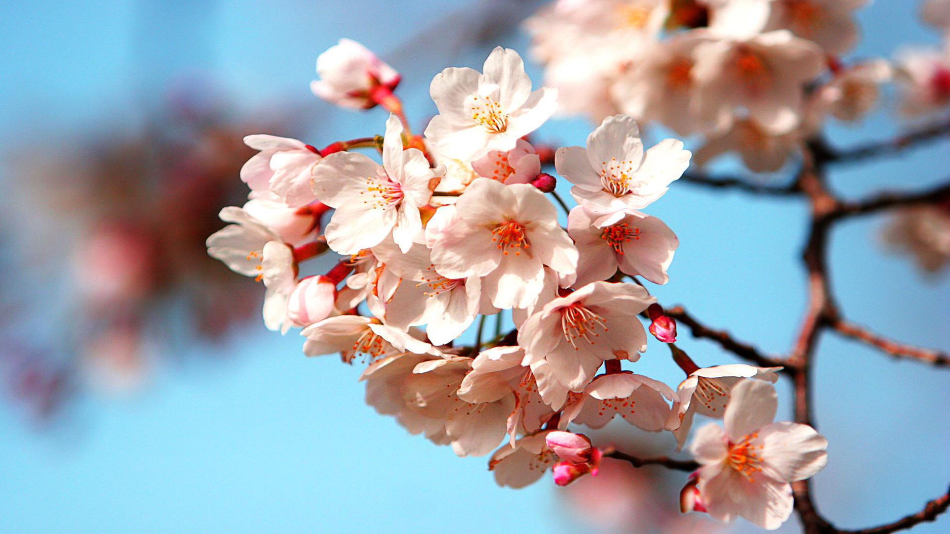 兔今年桃花运势如何