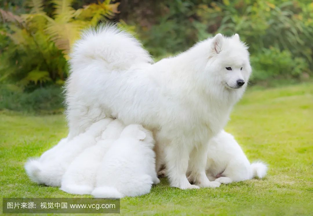 狗6月桃花运势