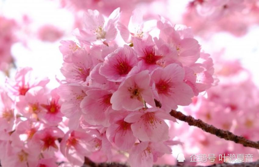 2022年80年猴女桃花运势