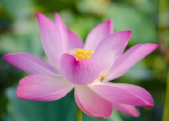 测试中年桃花运势