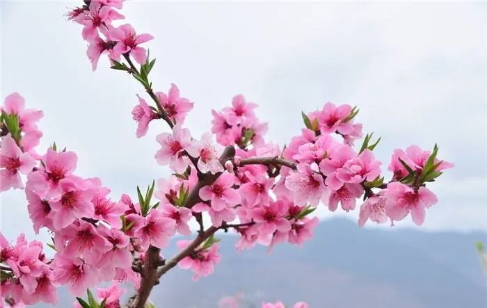 算命说一个男人桃花运很旺