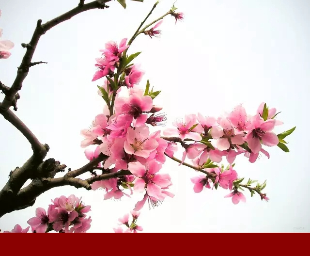 八字里如何看桃花运