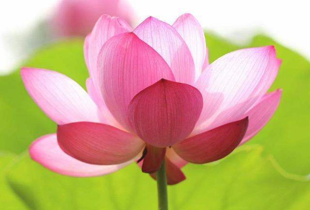 算命的说花开富贵什么意思