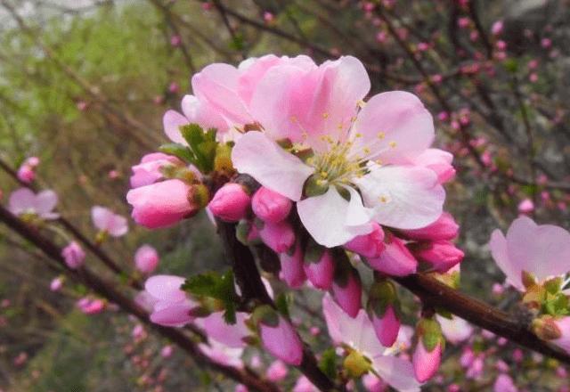从八字怎么看桃花运
