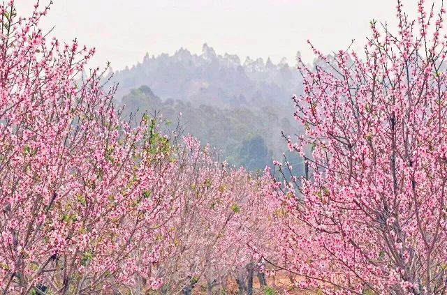 这类人桃花运势来了