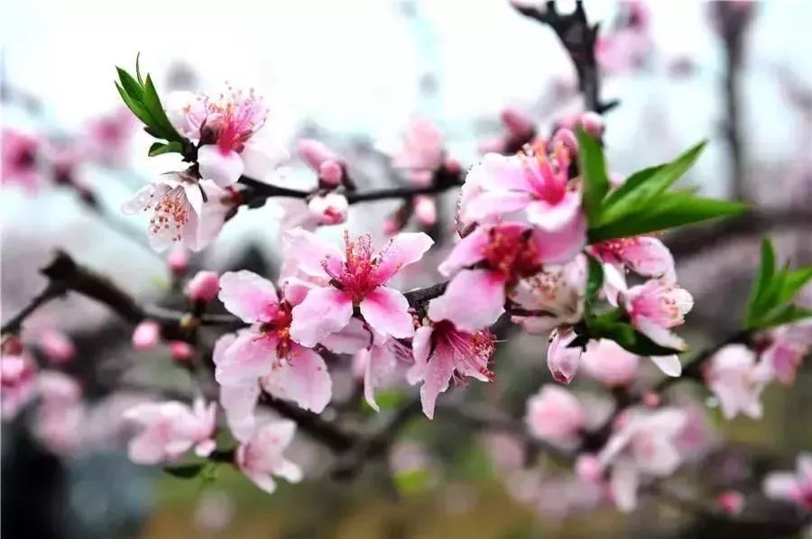 看桃花运势