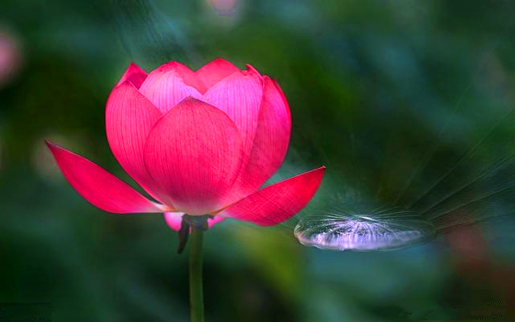 12生肖年底桃花运势