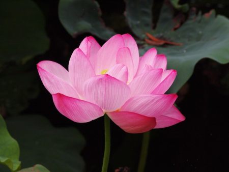 桃花运势呈直线上升