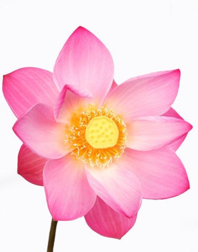 9月桃花运势暴涨