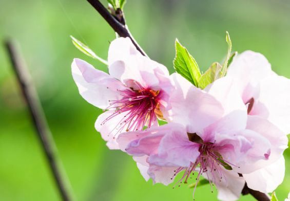 8月初桃花运势极佳
