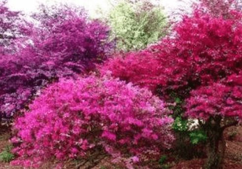 桃花运势高