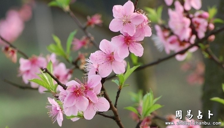 八字看桃花运准吗