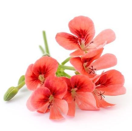 属兔今年桃花运势如何