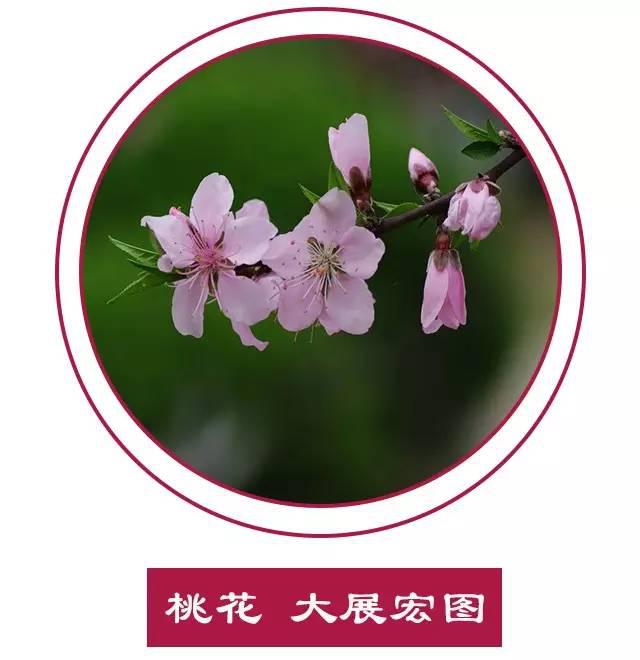 什么微信头像能旺桃花运势