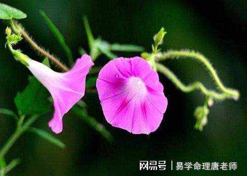 戊戌年桃花运好的八字