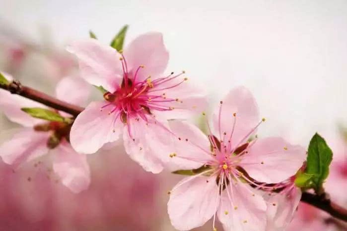 八字流月看桃花运