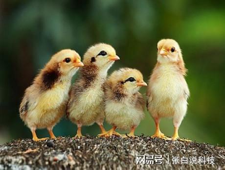 属鸡2021年桃花运势