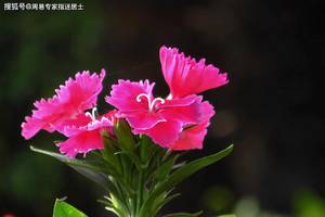 属狗女2021年的桃花运势