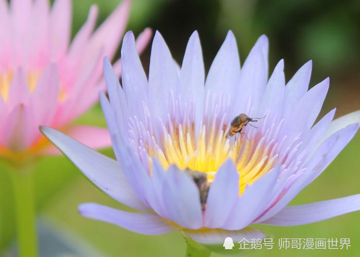 属猴的命运桃花运
