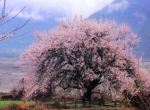 桃花运势好