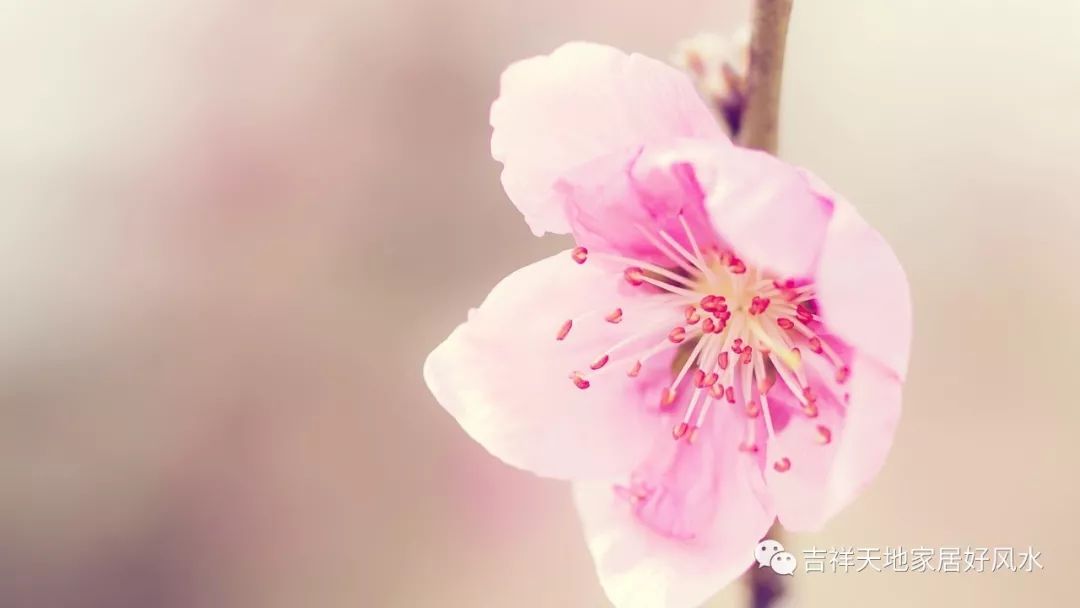八字如何增加桃花运