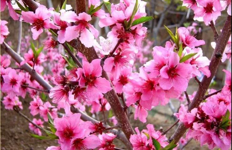 八字算桃花运何时出现