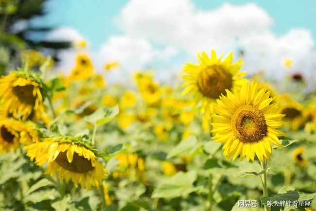 2022年我的桃花运势