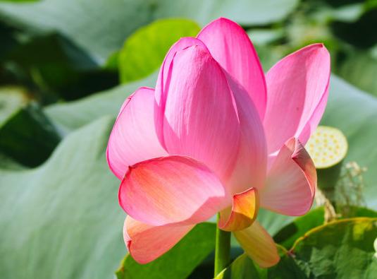 桃花运势也很旺